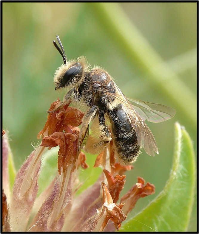 Femmina di Andrena sp.